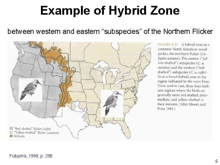 Example of Hybrid Zone between western and eastern “subspecies” of the Northern Flicker Futuyma,