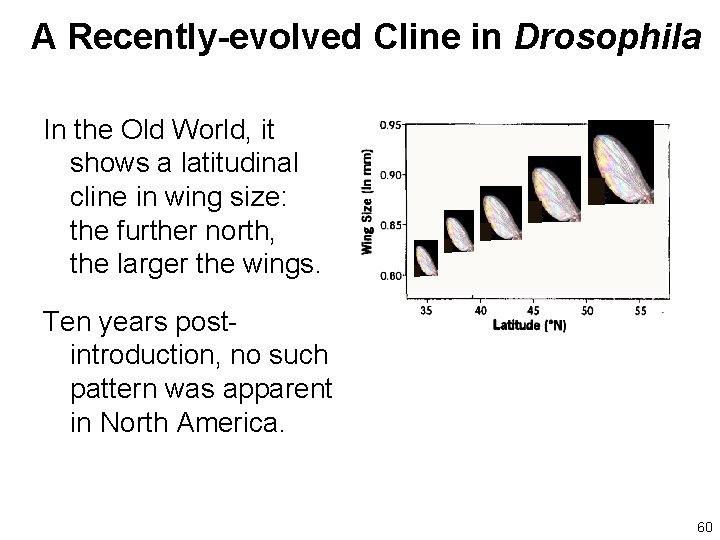 A Recently-evolved Cline in Drosophila In the Old World, it shows a latitudinal cline