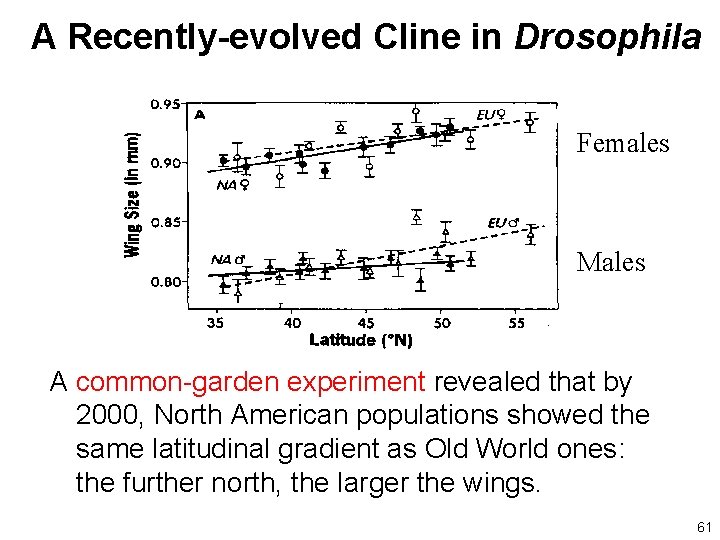 A Recently-evolved Cline in Drosophila Females Males A common-garden experiment revealed that by 2000,