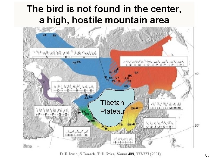 The bird is not found in the center, a high, hostile mountain area Tibetan