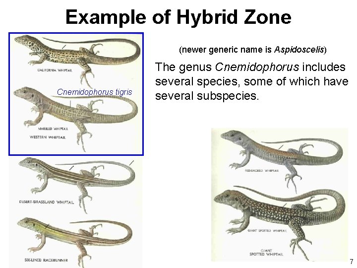 Example of Hybrid Zone (newer generic name is Aspidoscelis) Cnemidophorus tigris The genus Cnemidophorus