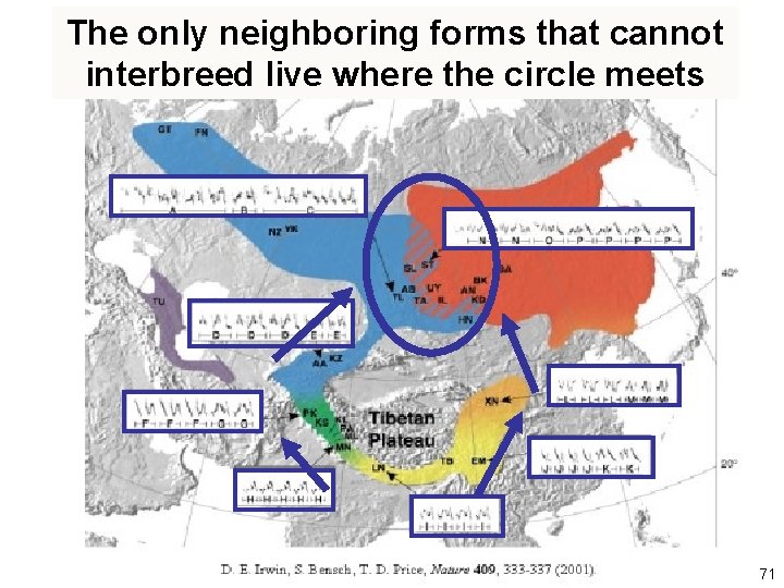 The only neighboring forms that cannot interbreed live where the circle meets 71 