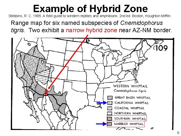 Example of Hybrid Zone Stebbins, R. C. 1985. A field guide to western reptiles
