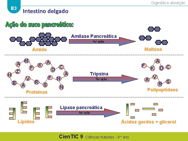 Digestão e absorção E 3 Intestino delgado Amilase Pancreática Por ação Maltose Amido A
