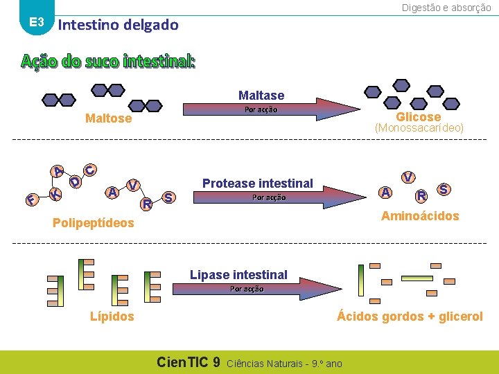 Digestão e absorção E 3 Intestino delgado Maltase Por acção Maltose A F K