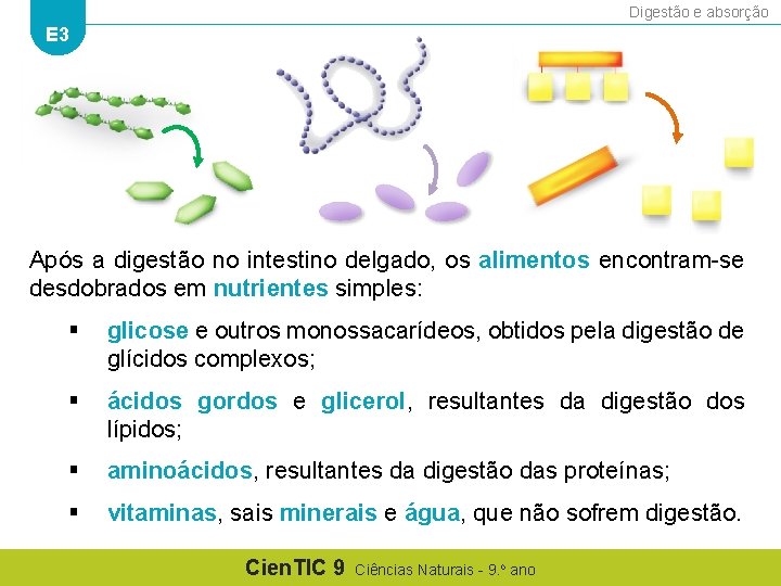 Digestão e absorção E 3 Após a digestão no intestino delgado, os alimentos encontram-se