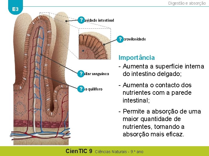 Digestão e absorção E 3 Vilosidade intestinal ? Microvilosidade ? Capilar sanguíneo ? Vaso