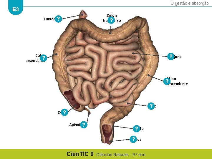 Digestão e absorção E 3 Cólon transverso ? Duodeno ? Cólon ? ascendente ?