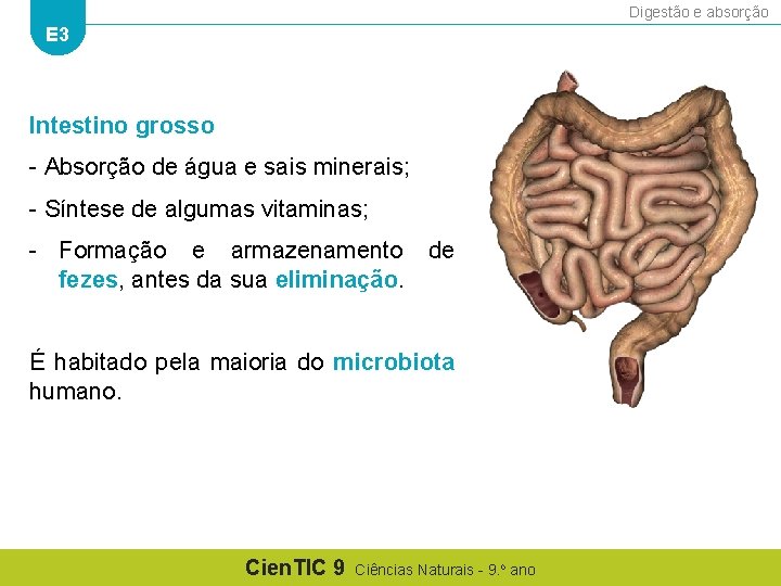 Digestão e absorção E 3 Intestino grosso - Absorção de água e sais minerais;