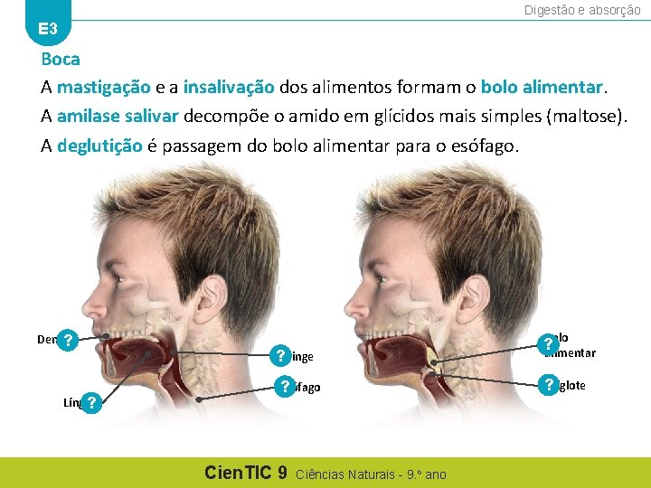 Digestão e absorção E 3 Boca A mastigação e a insalivação dos alimentos formam