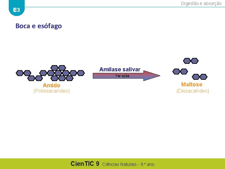 Digestão e absorção E 3 Boca e esófago Amilase salivar Por ação Maltose Amido
