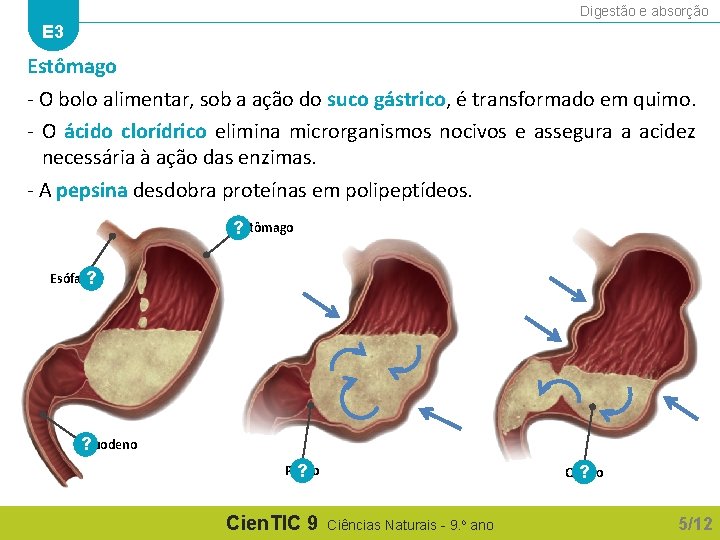 Digestão e absorção E 3 Estômago - O bolo alimentar, sob a ação do