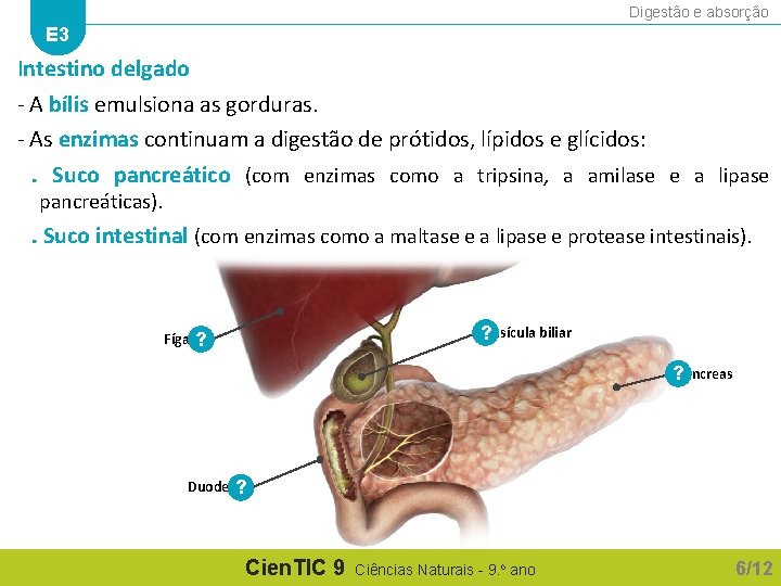 Digestão e absorção E 3 Intestino delgado - A bílis emulsiona as gorduras. -