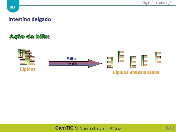 Digestão e absorção E 3 Intestino delgado Bílis Por ação Lípidos emulsionados Cien. TIC