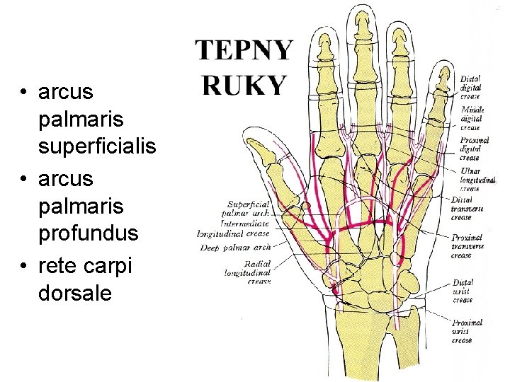  • arcus palmaris superficialis • arcus palmaris profundus • rete carpi dorsale 