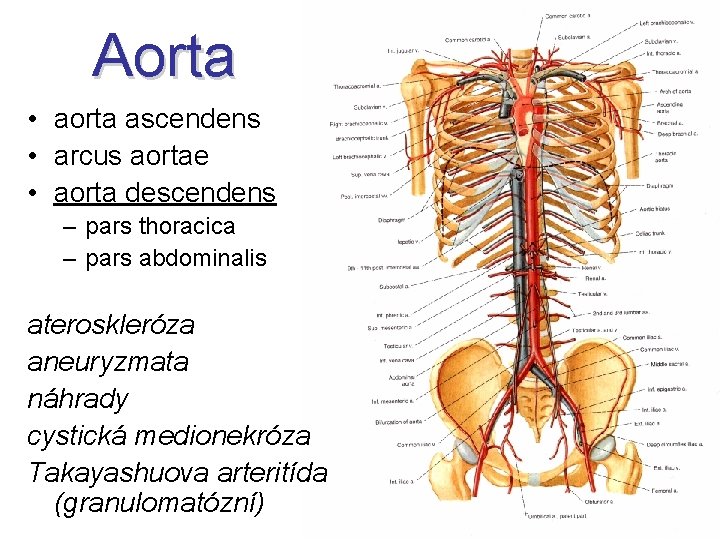 Aorta • aorta ascendens • arcus aortae • aorta descendens – pars thoracica –