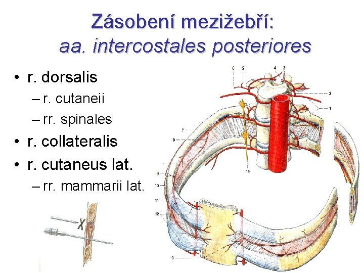 Zásobení mezižebří: aa. intercostales posteriores • r. dorsalis – r. cutaneii – rr. spinales