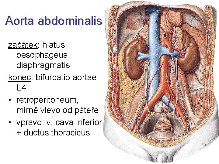 Aorta abdominalis začátek: hiatus oesophageus diaphragmatis konec: bifurcatio aortae L 4 • retroperitoneum, mírně