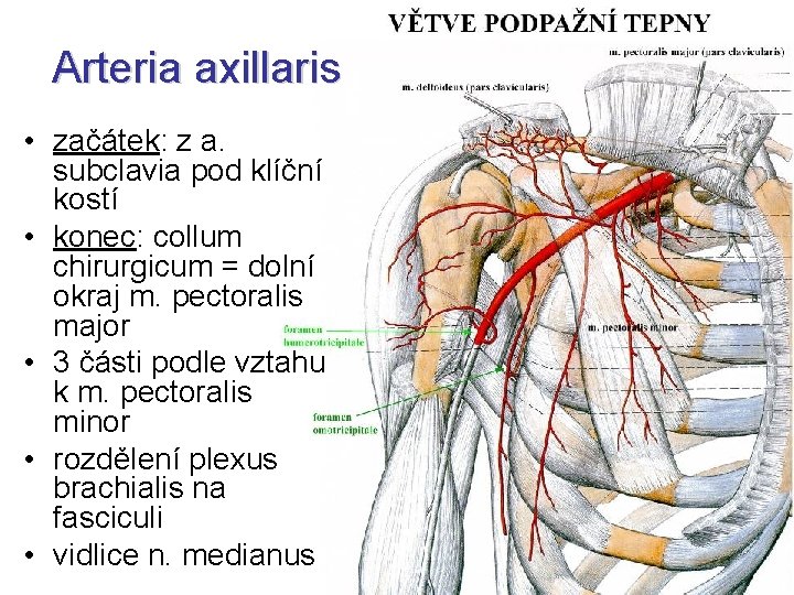 Arteria axillaris • začátek: z a. subclavia pod klíční kostí • konec: collum chirurgicum