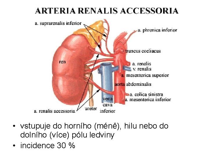  • vstupuje do horního (méně), hilu nebo do dolního (více) pólu ledviny •