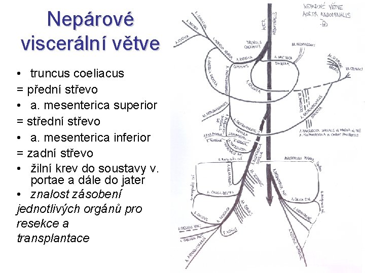 Nepárové viscerální větve • truncus coeliacus = přední střevo • a. mesenterica superior =