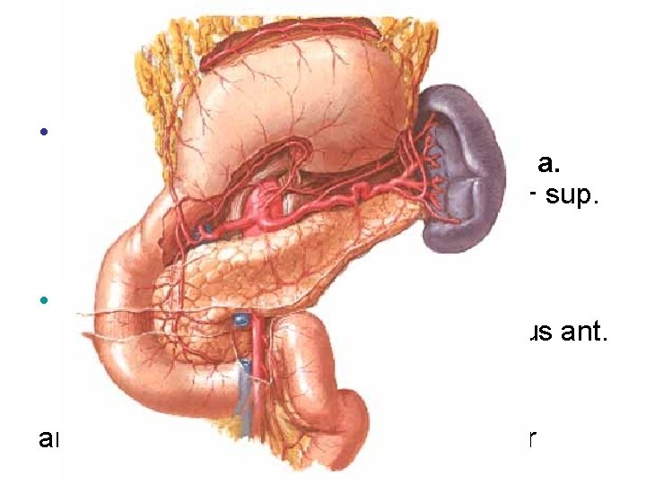 Dvanáctník • truncus coeliacus a. hepatica communis a. gastroduodenalis a. pancreaticoduodenalis sup. post. +