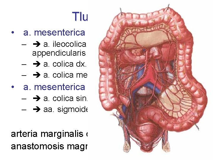 Tlusté střevo • a. mesenterica sup. – a. ileocolica a. caecalis ant. + post.