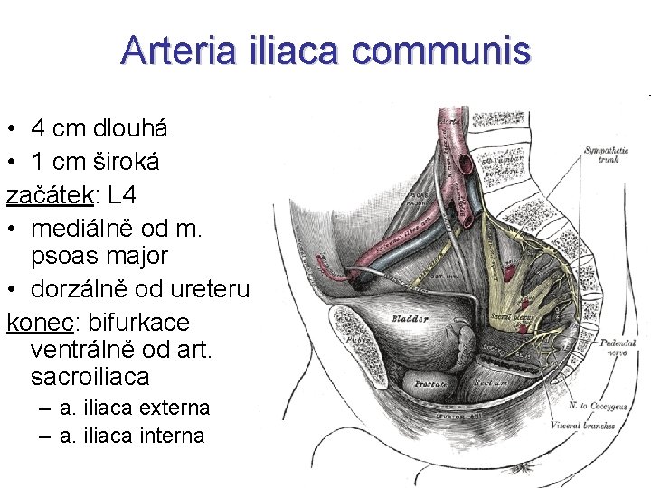 Arteria iliaca communis • 4 cm dlouhá • 1 cm široká začátek: L 4