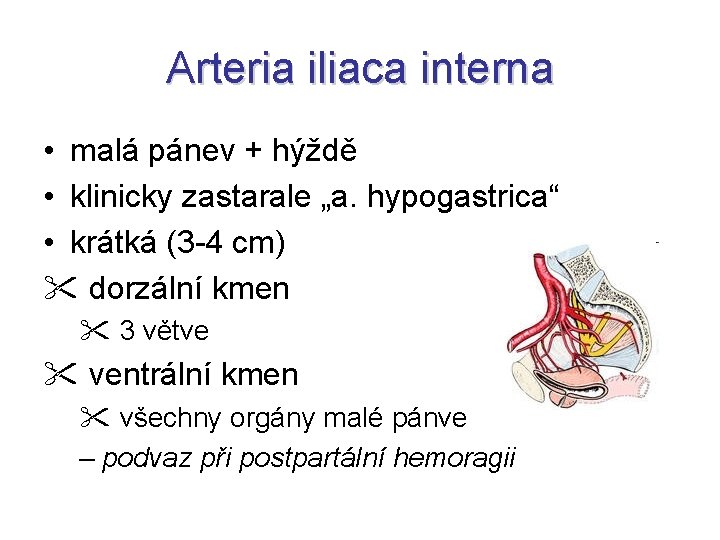 Arteria iliaca interna • malá pánev + hýždě • klinicky zastarale „a. hypogastrica“ •