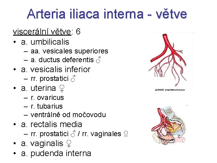 Arteria iliaca interna - větve viscerální větve: 6 • a. umbilicalis – aa. vesicales