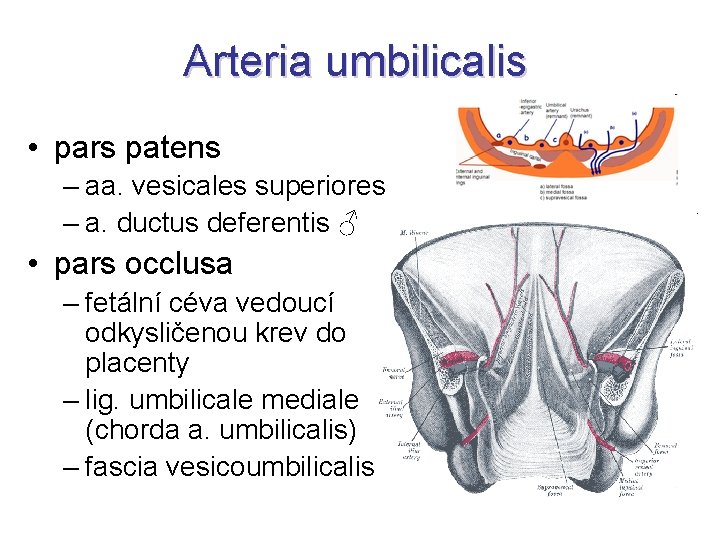 Arteria umbilicalis • pars patens – aa. vesicales superiores – a. ductus deferentis ♂