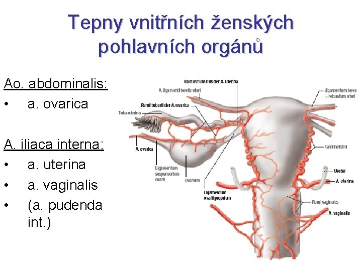 Tepny vnitřních ženských pohlavních orgánů Ao. abdominalis: • a. ovarica A. iliaca interna: •