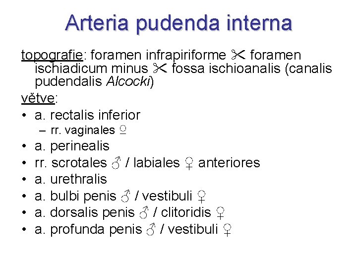 Arteria pudenda interna topografie: foramen infrapiriforme foramen ischiadicum minus fossa ischioanalis (canalis pudendalis Alcocki)