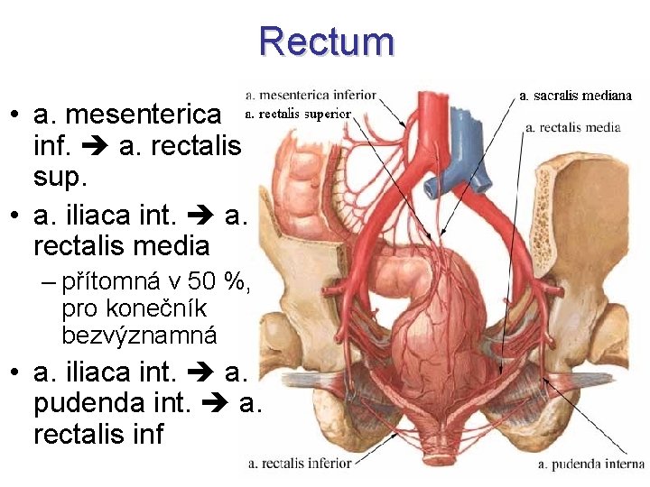 Rectum • a. mesenterica inf. a. rectalis sup. • a. iliaca int. a. rectalis