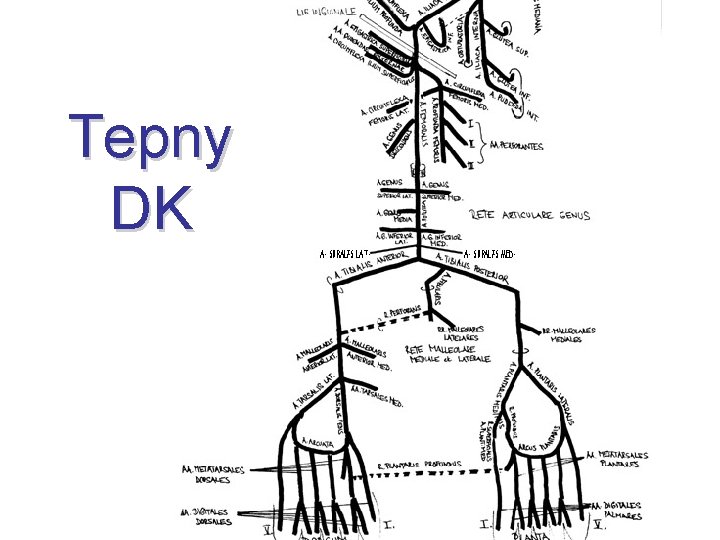 Tepny DK 