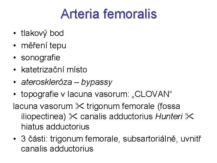 Arteria femoralis • tlakový bod • měření tepu • sonografie • katetrizační místo •