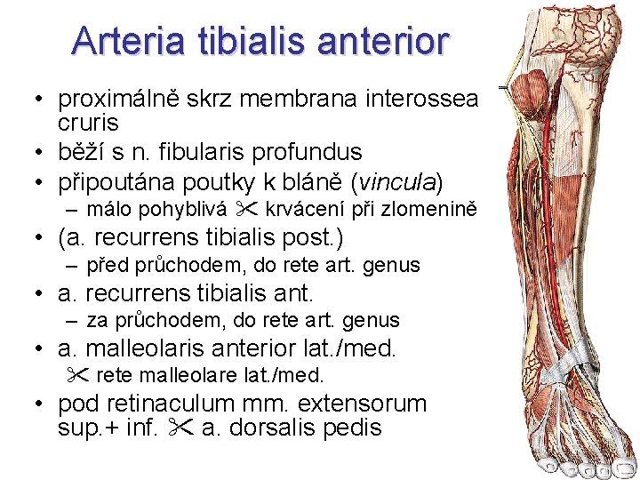 Arteria tibialis anterior • proximálně skrz membrana interossea cruris • běží s n. fibularis