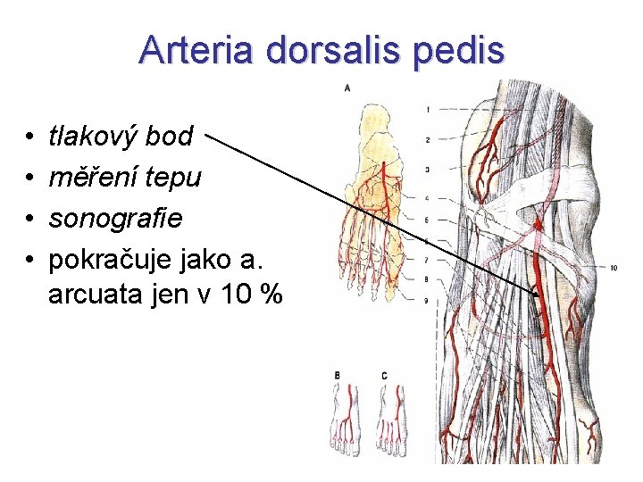 Arteria dorsalis pedis • • tlakový bod měření tepu sonografie pokračuje jako a. arcuata