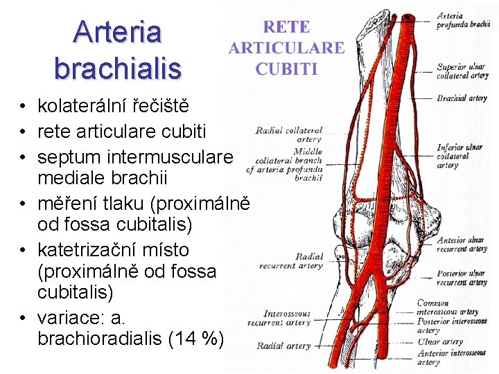 Arteria brachialis • kolaterální řečiště • rete articulare cubiti • septum intermusculare mediale brachii