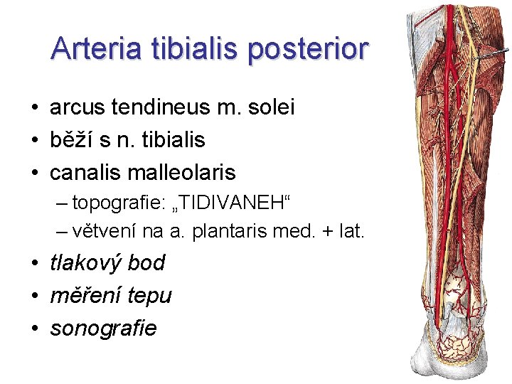 Arteria tibialis posterior • arcus tendineus m. solei • běží s n. tibialis •