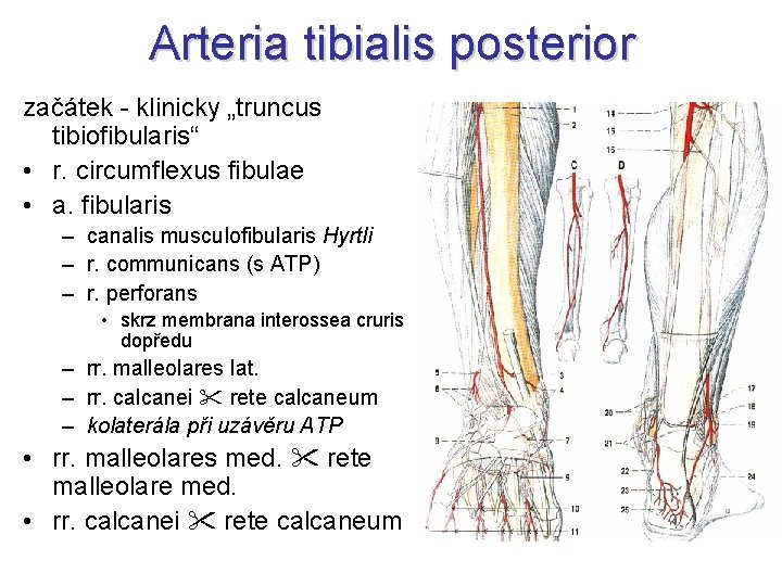 Arteria tibialis posterior začátek - klinicky „truncus tibiofibularis“ • r. circumflexus fibulae • a.