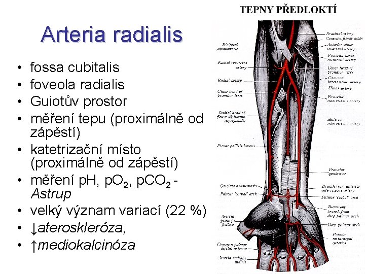 Arteria radialis • • • fossa cubitalis foveola radialis Guiotův prostor měření tepu (proximálně