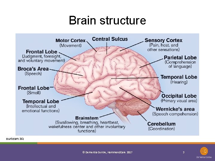 Brain structure ourteam. biz © Dementia Centre, Hammond. Care 2017 3 