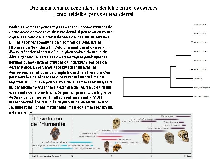 Une appartenance cependant indéniable entre les espèces Homo heidelbergensis et Néandertal Pääbo ne remet