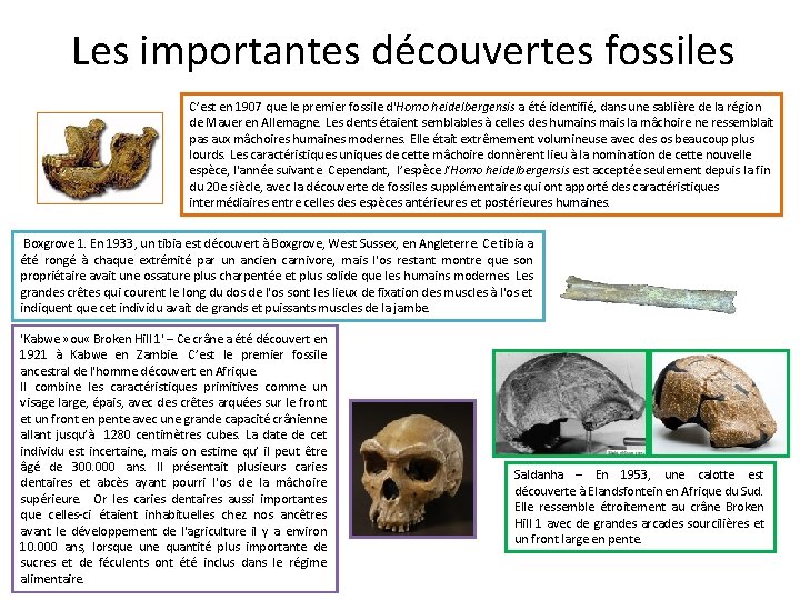 Les importantes découvertes fossiles C’est en 1907 que le premier fossile d'Homo heidelbergensis a