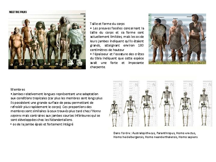 Taille et forme du corps • Les preuves fossiles concernant la taille du corps