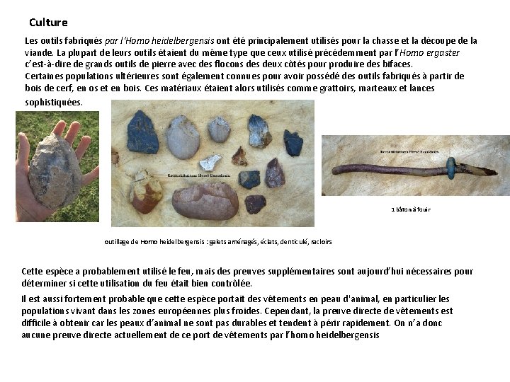Culture Les outils fabriqués par l'Homo heidelbergensis ont été principalement utilisés pour la chasse