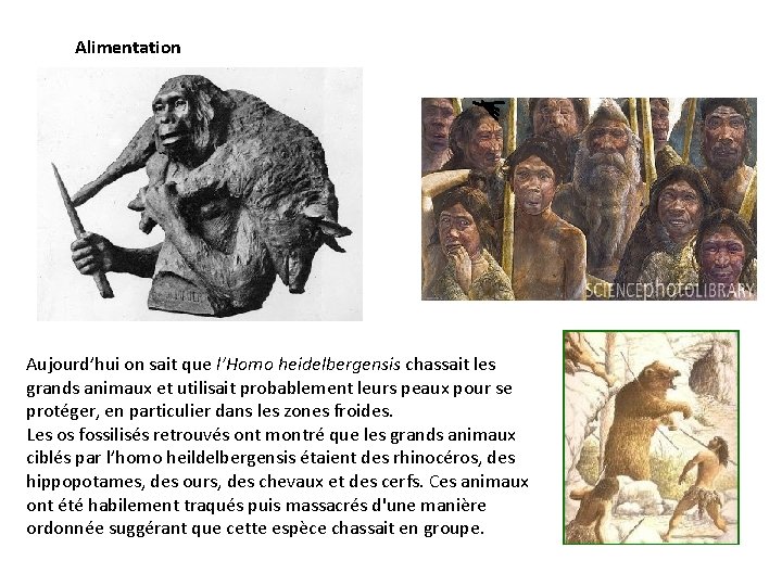 Alimentation Aujourd’hui on sait que l’Homo heidelbergensis chassait les grands animaux et utilisait probablement