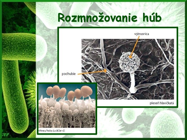 Rozmnožovanie húb 