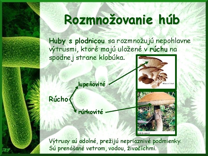 Rozmnožovanie húb Huby s plodnicou sa rozmnožujú nepohlavne výtrusmi, ktoré majú uložené v rúchu